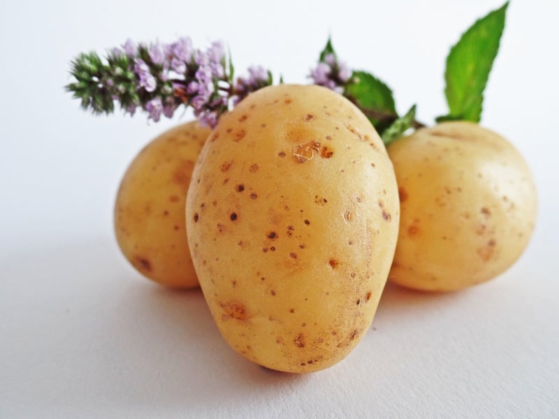 Potato